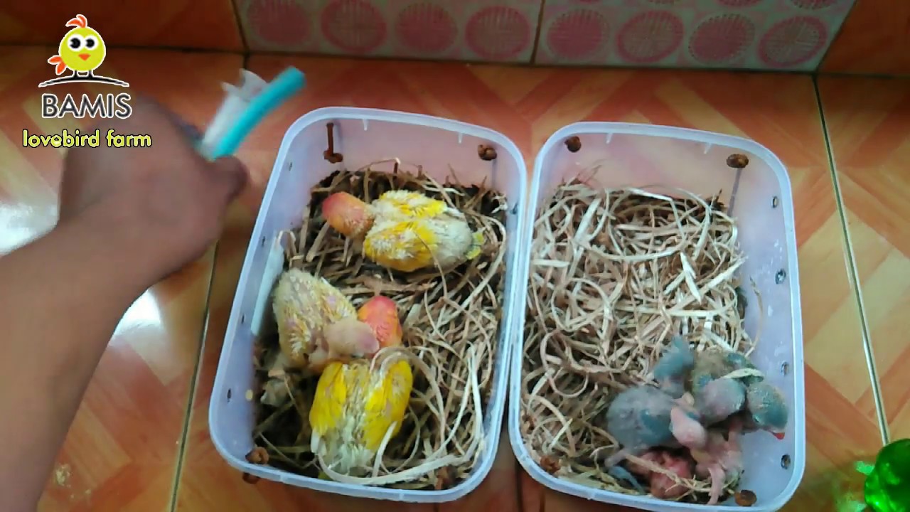 Cara meloloh lovebird bagi pemula umur 1 hari 3-7-10-12 hari || BAMIS LOVEBIRD farm