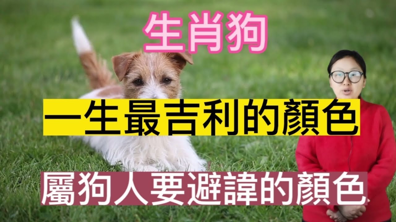 生肖狗!一生最吉利的顏色！生肖狗吉利的顏色比較特別！用對了顏色對自己事業愛情都有幫助！還有屬狗人要避諱的顏色！快來看看唄！#2023 #生肖 #生肖運勢 #生肖顏色