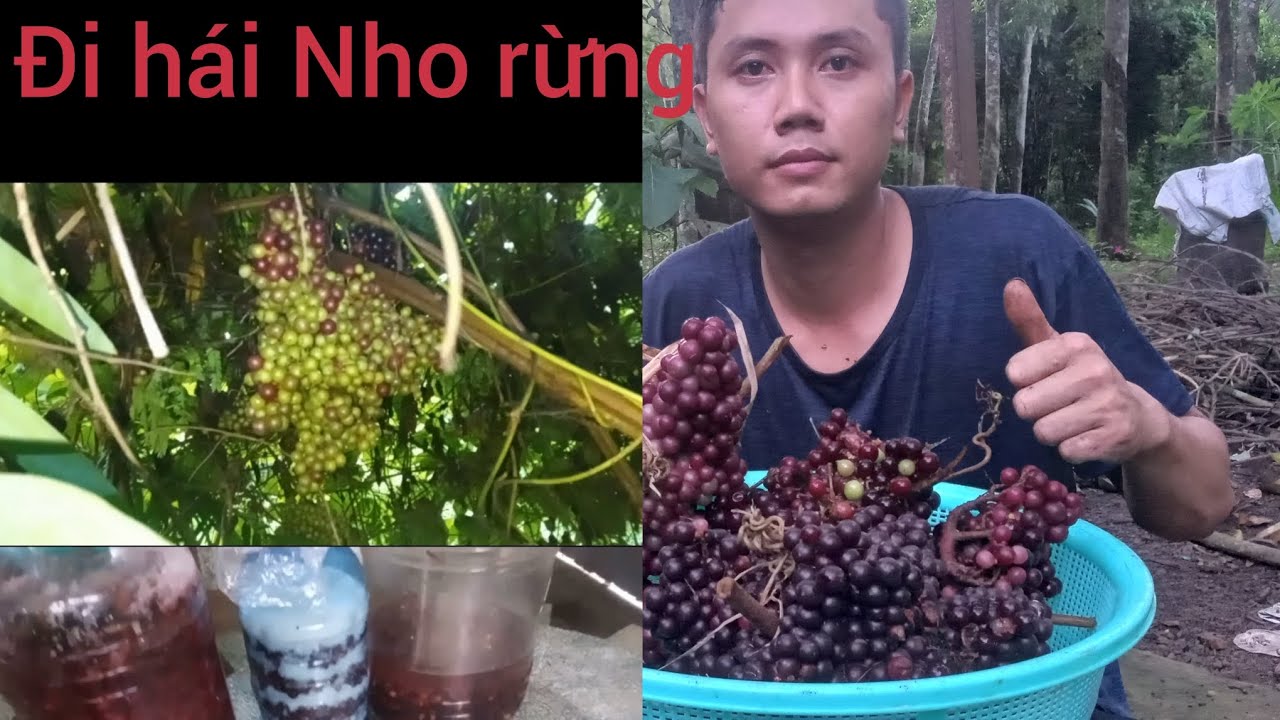 Đi hái nho rừng về ngâm rượu.