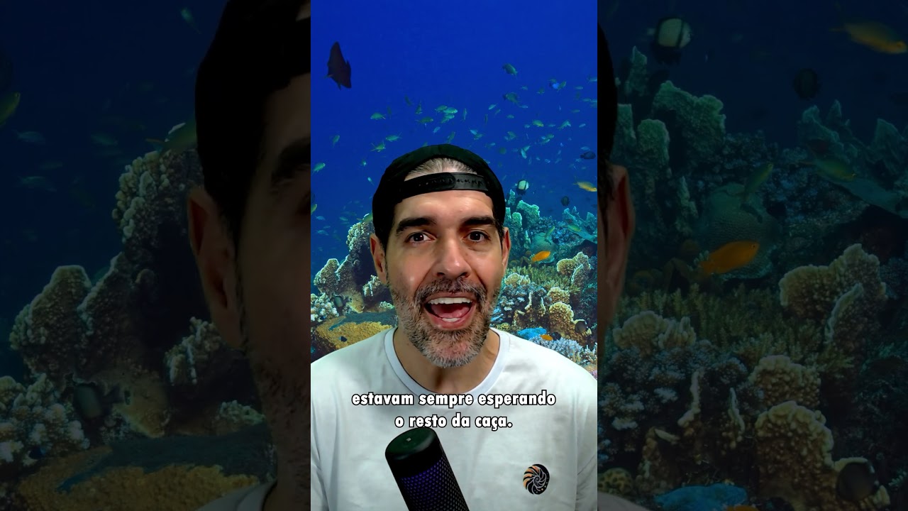 POLVOS S&Atilde;O ALIEN&Iacute;GENAS E EU POSSO PROVAR | Pidobiologia #polvos #peixes