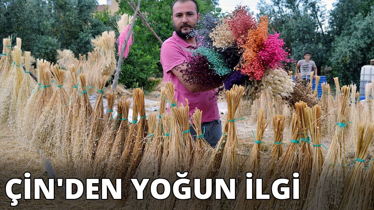 Bitkileri kuru çiçeğe dönüştürüp, ihracatını yapıyor