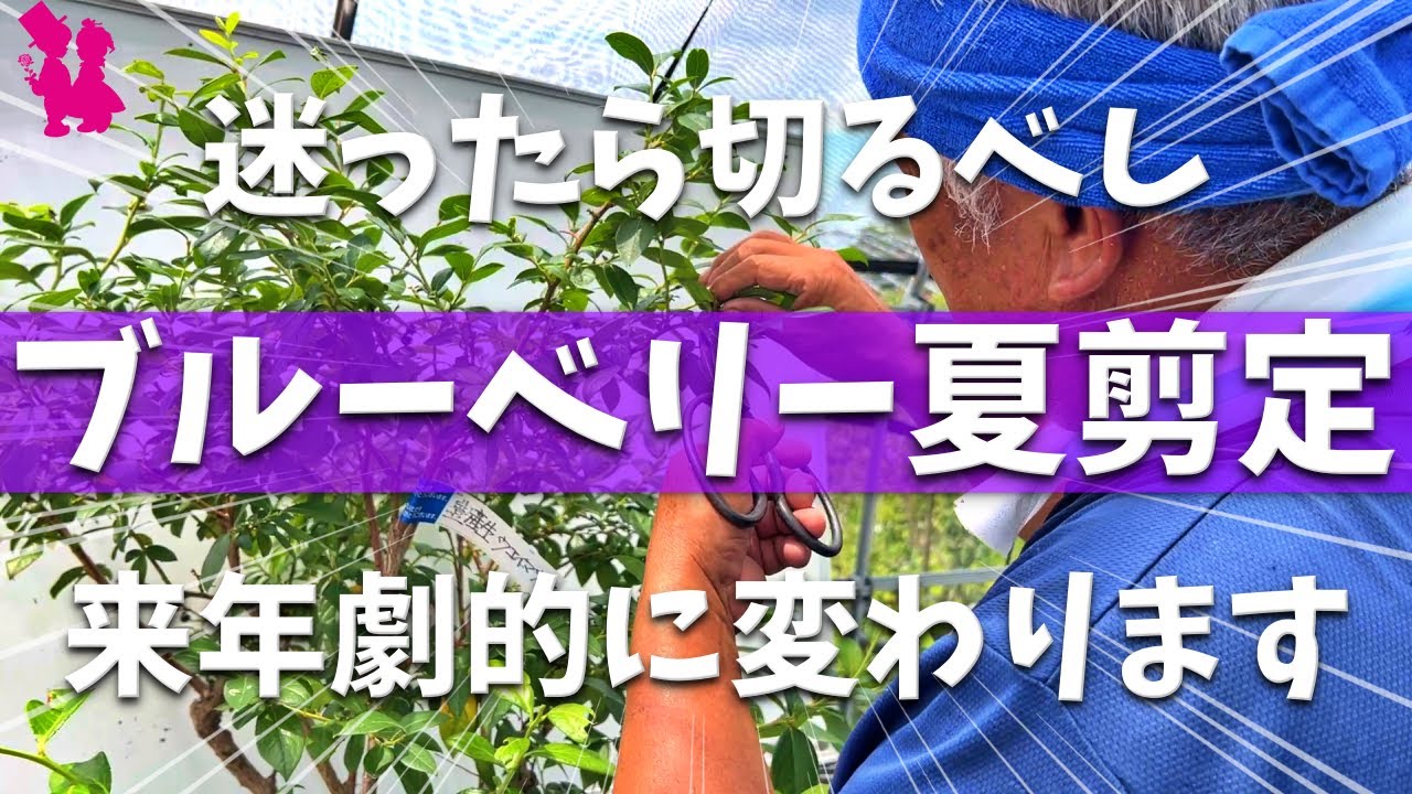 【必ず良くなる】プロのブルーベリー夏剪定はここまで切ります！