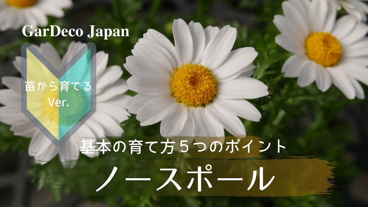 はじめてのノースポール基本の育て方５つのポイント