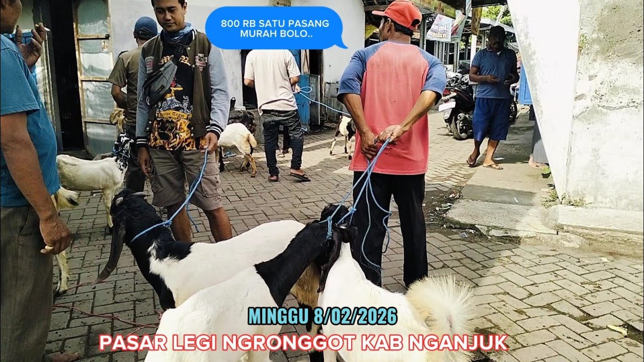 800 RB DAPAT 2 JANTAN SAMA BETINA ⁉️ REVIEW SEMUA KAMBING PASAR NGRONGGOT @BERPETUALANG75 