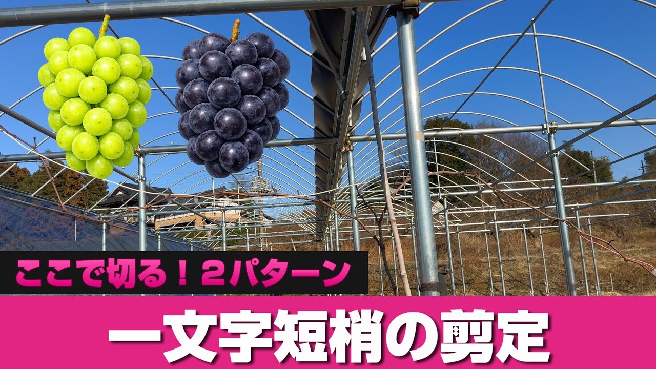分かりやすくリニューアル！３５万赤字　剪定は主枝長、太さで決まる２パターン解説＃ぶどう＃栽培＃剪定＃果樹＃シャインマスカット＃葡萄＃一文字＃短梢
