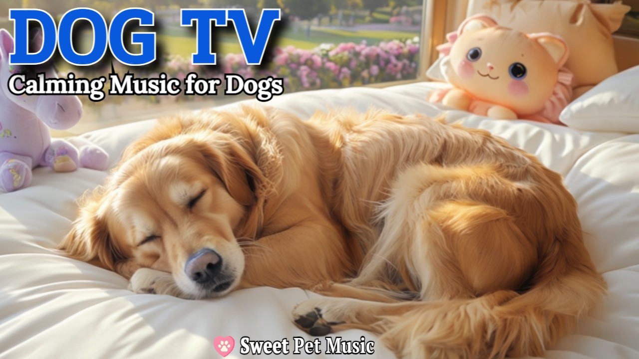 20 Hours of Calming Dog Music🦮💖Calm Your Dog: Stress & Anxiety Relief Mode🎵💤Restful Home Dog TV
