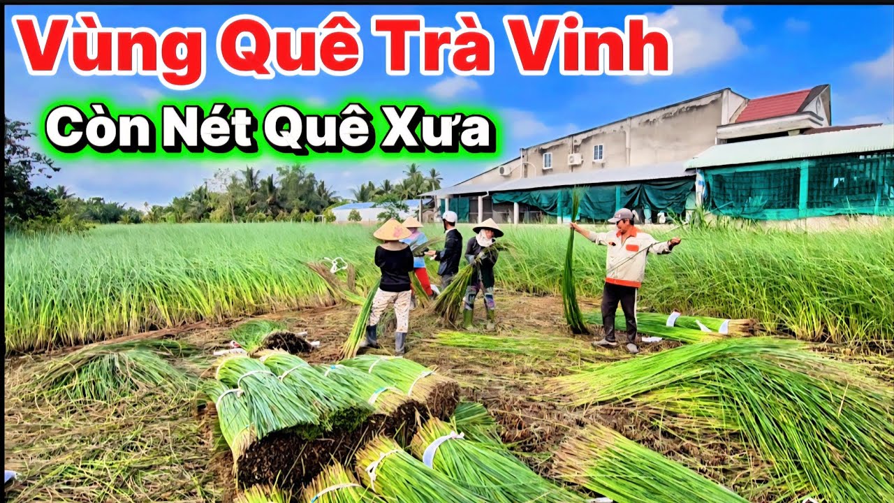 Khám Phá Vùng Quê Trà Vinh 