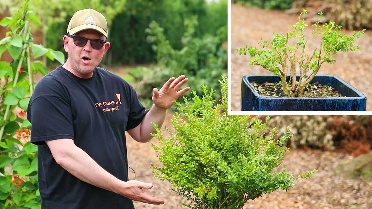 Turn a box hedge into a bonsai tree - Simple guide
