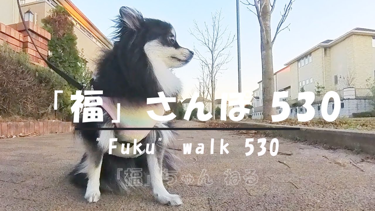 【ポメラニアンの福】1722 福さんぽ530・"Fuku" walk 530