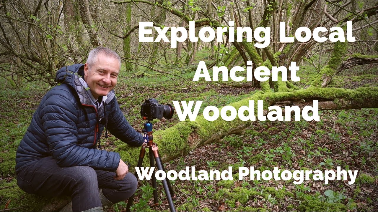 Exploring Local Ancient Woodland : Woodland Photography