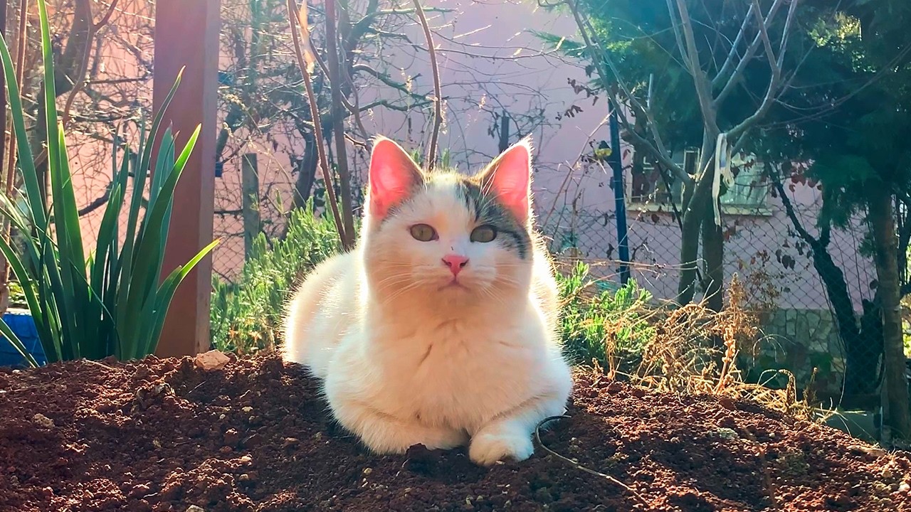 A Day of Mischief in the Garden: Meet Rabbit