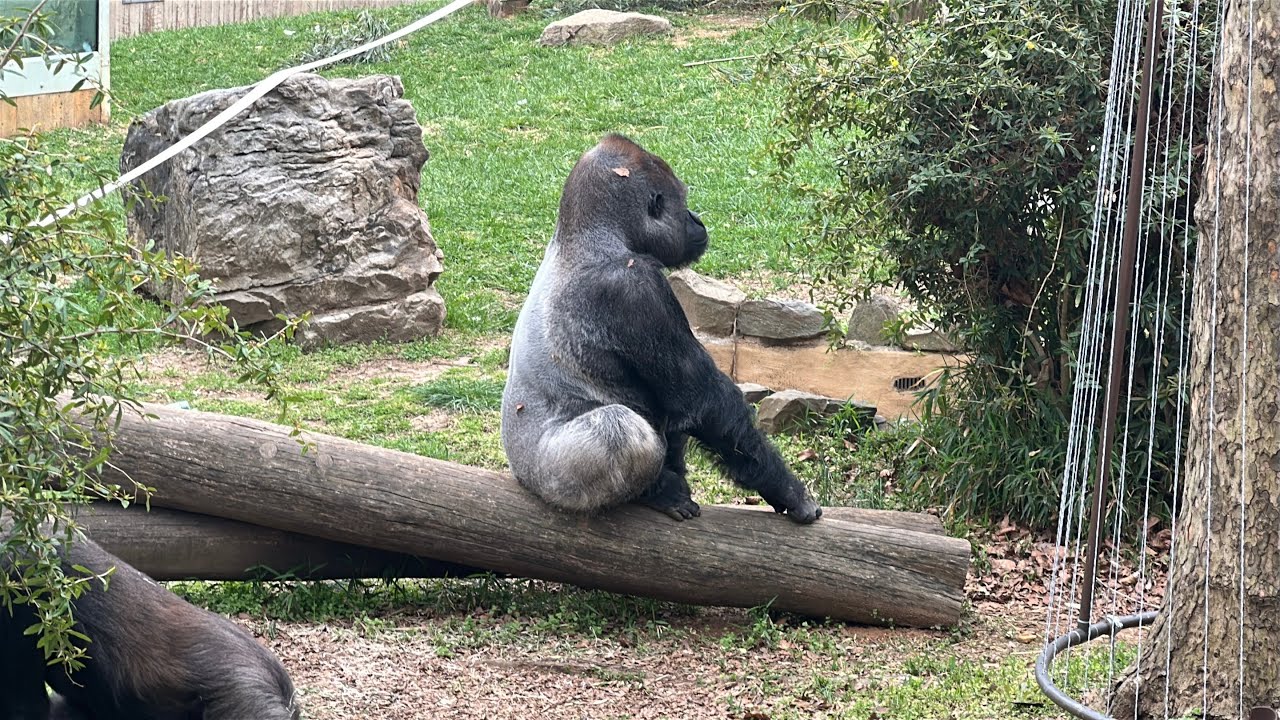 Smithsonian National Zoo in DC  [4K]  (1 of 2)