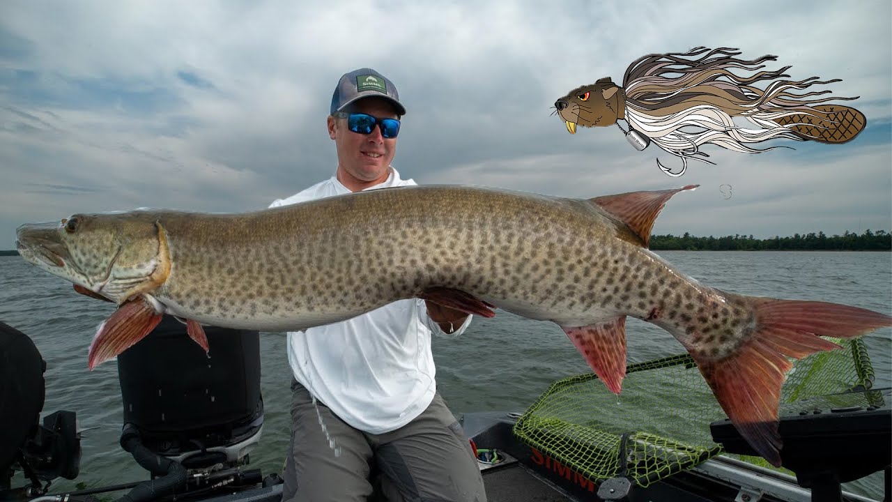 GIANT MUSKY CAUGHT ON A BEAVER! (Free giveaway)