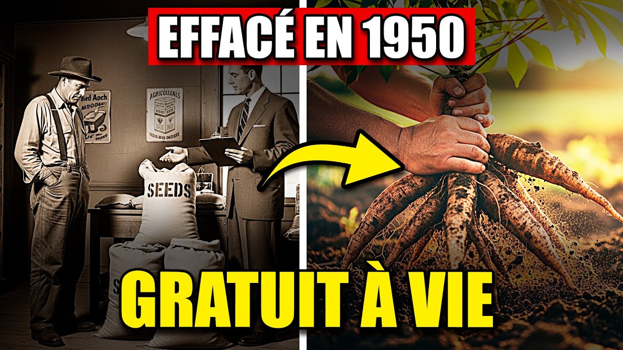 Une Bouture = 20 Ans de Nourriture: Pourquoi Avons-Nous Arrêté de la Planter Après 1950?