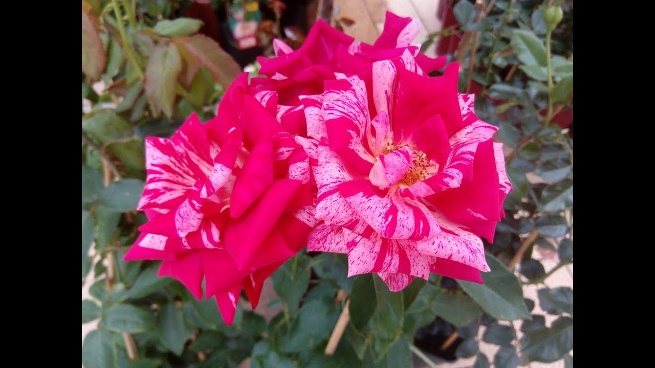 Niemcy 🇩🇪 Forst - ogród różany Rosengarden