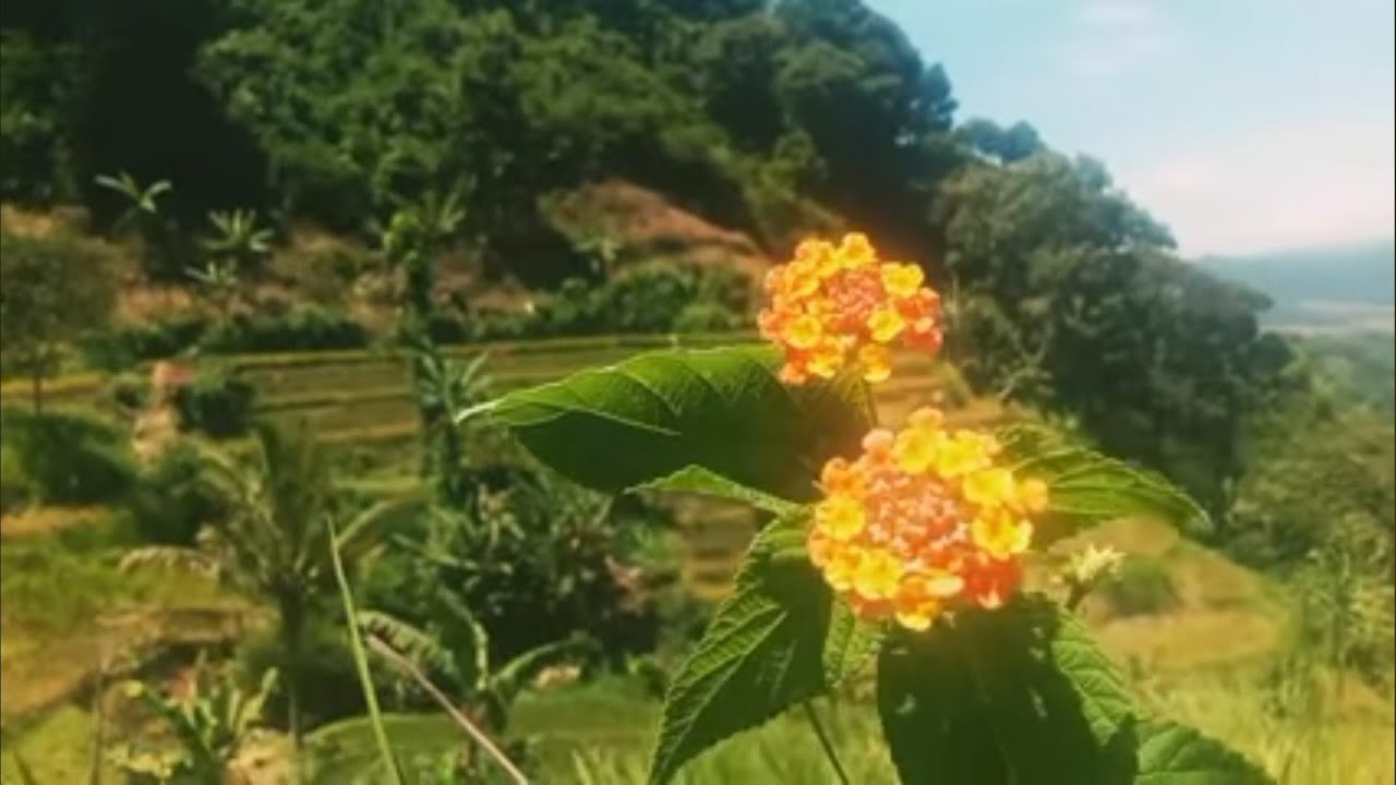 Keindahan bunga di alam pegunungan 