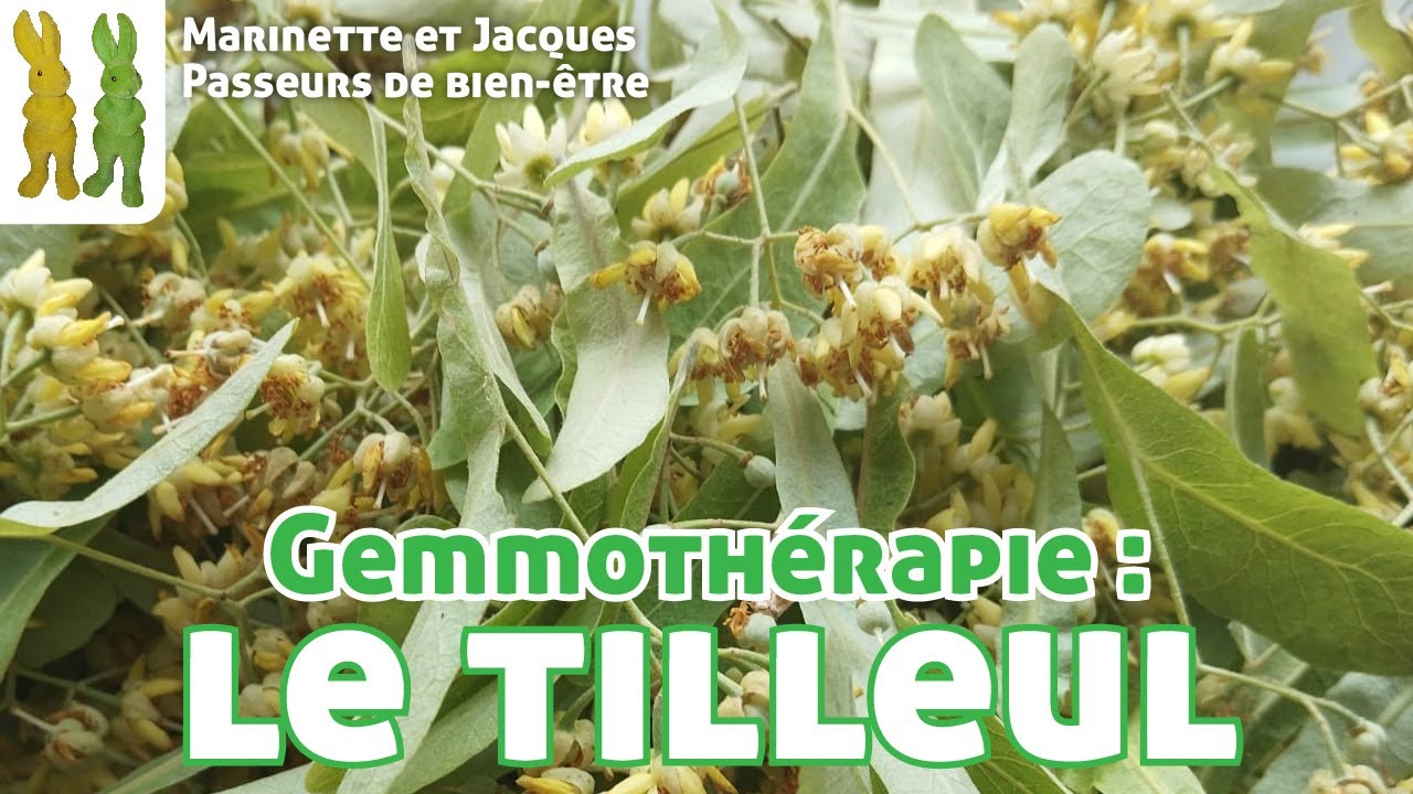 Gemmotherapie. Le tilleul - Tilia cordata -  Les visites de Spagyrusz.
