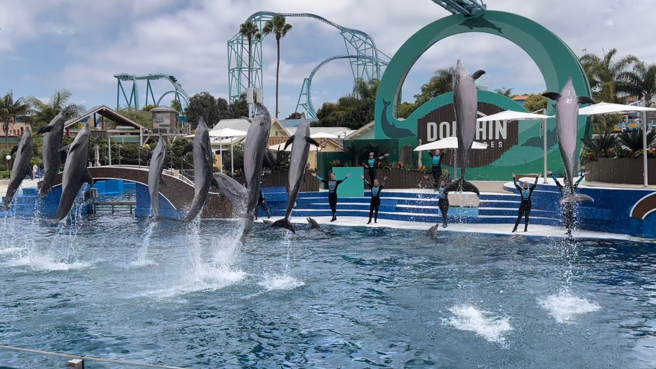 Happy 23rd Birthday Corona! Dolphin Adventures (Full show) at SeaWorld San Diego August 12, 2023