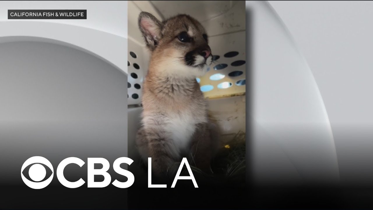 Injured mountain lion cub found on LA County street being rehabilitated in Northern California