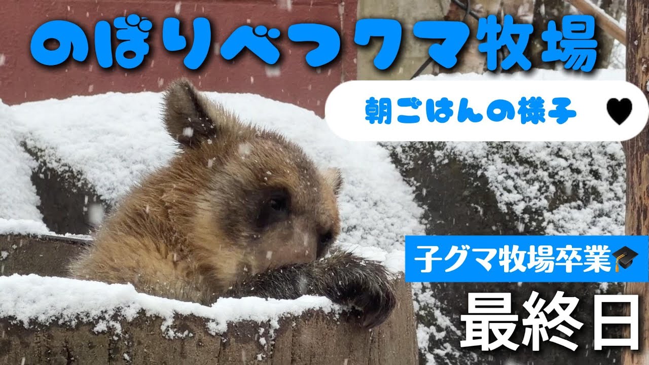 【2025/12⑥】子グマ最終日！〜朝ごはんの様子