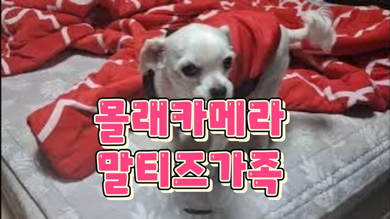 몰래카메라 대성공 말티즈가족 아침 잠들기전 헐압늪아져 쓰러졌는되 큰 이상은 없는듯 내일도 바가지 예상 사랑해 여보