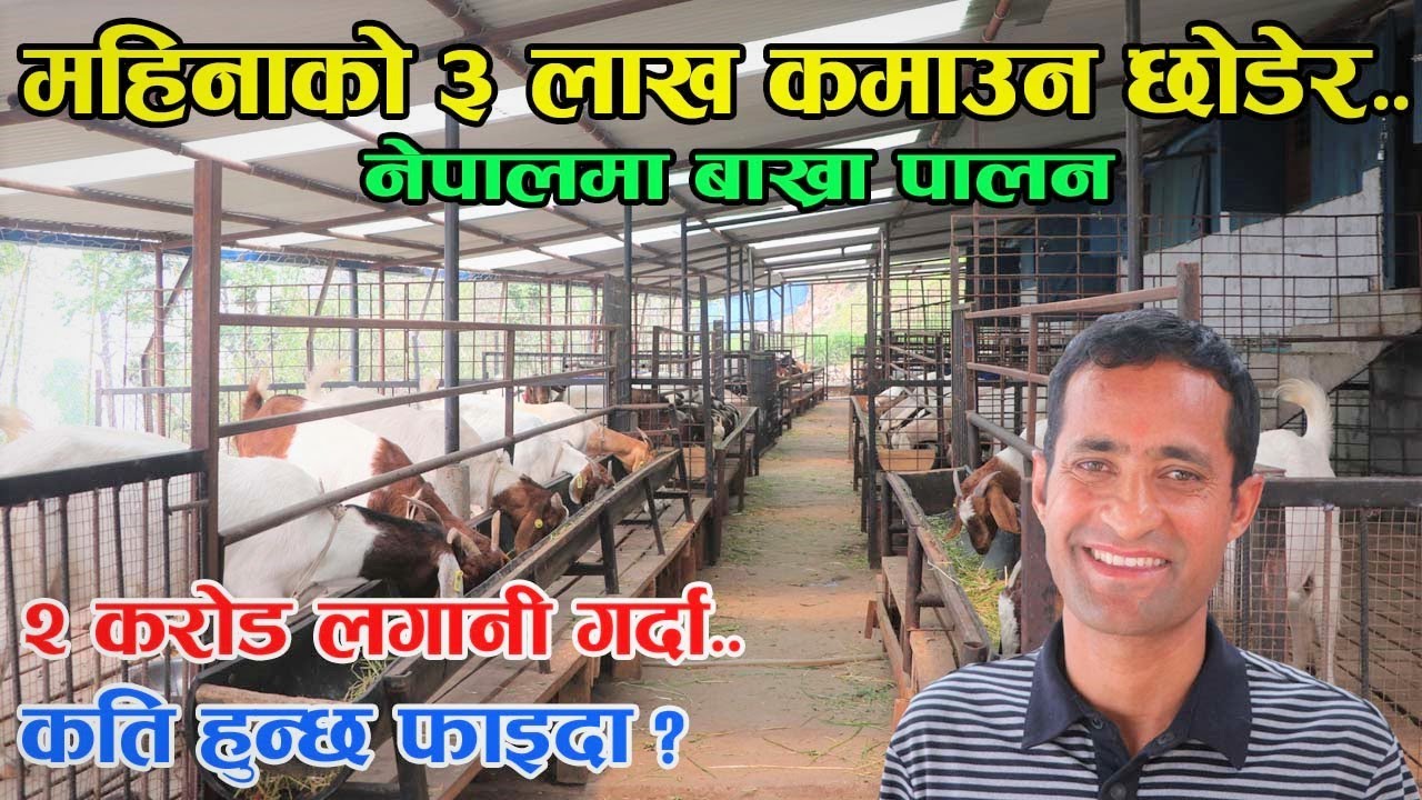 महिनाको ३ लाख कमाउन छोडेर बाख्रा पाल्दै महेन्द्र ! २ करोड लगानि गर्दा कति हुन्छ फाइदा? │Nepal Chitra