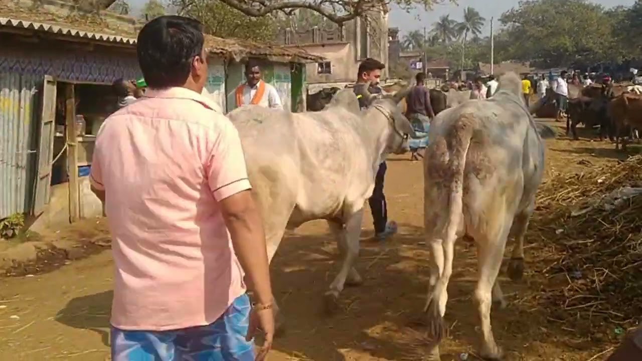 Panduwa cow hat পান্ডুয়া গরুর হাট 2k26