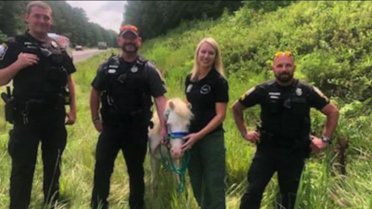 Miniature horse caught running loose on Route 288
