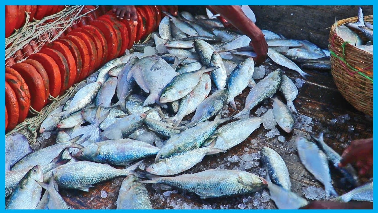 Thousands of Big Hilsa on ilish Fishing Trawler (Part 4) | Fish Corn