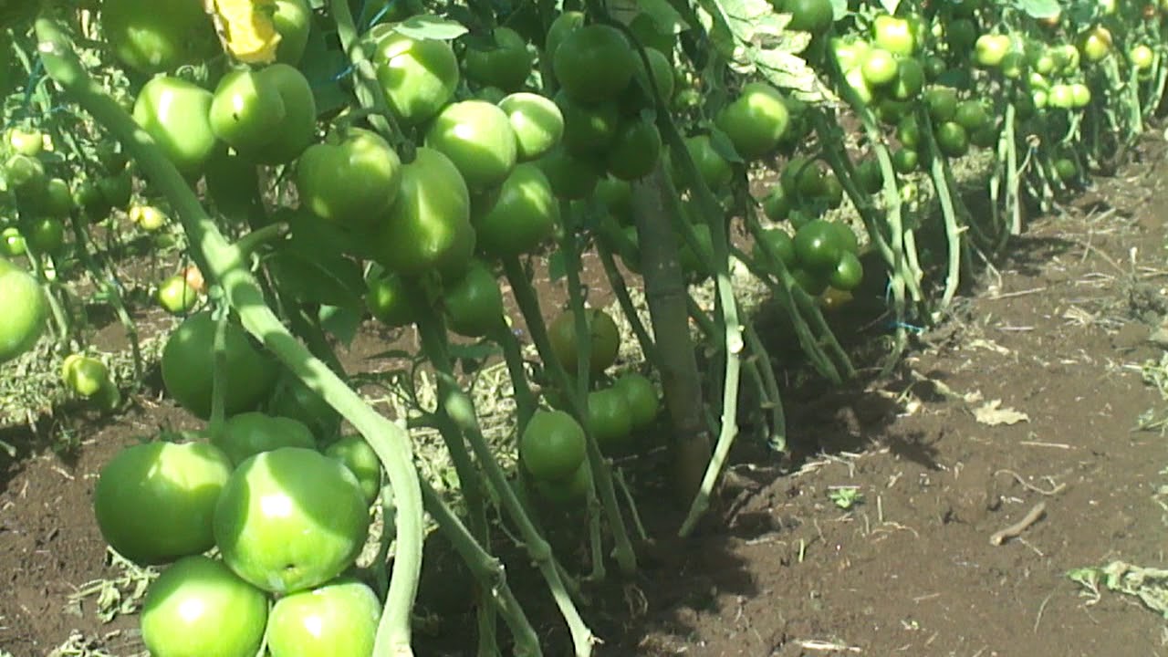 TOMATE CHONTO