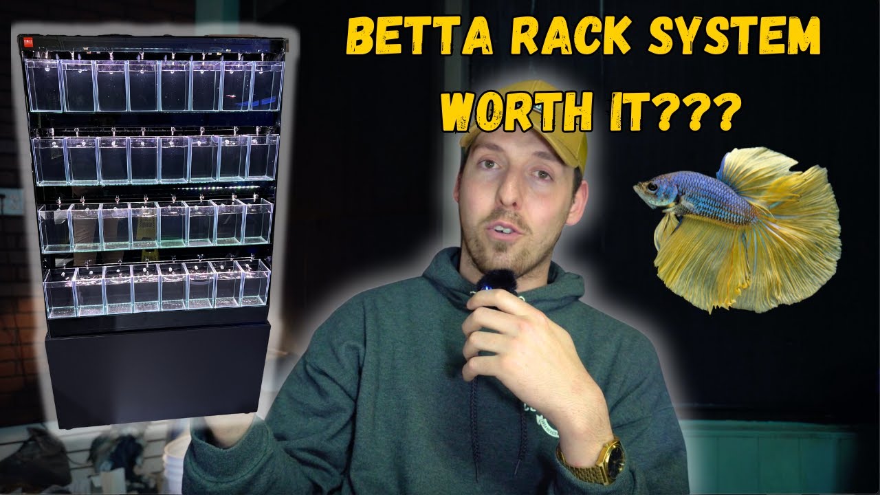 AWESOME Betta Fish Rack In Our *FISH STORE*