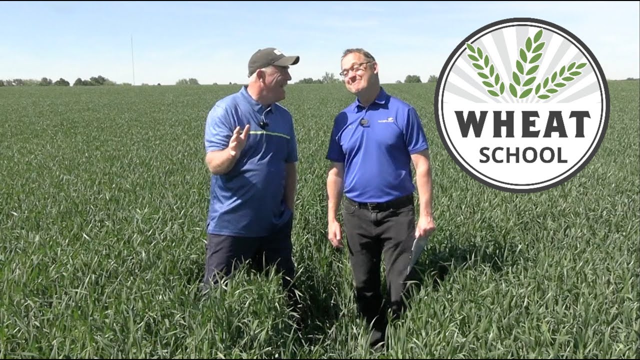 Wheat School: Understanding how biostimulants impact yield
