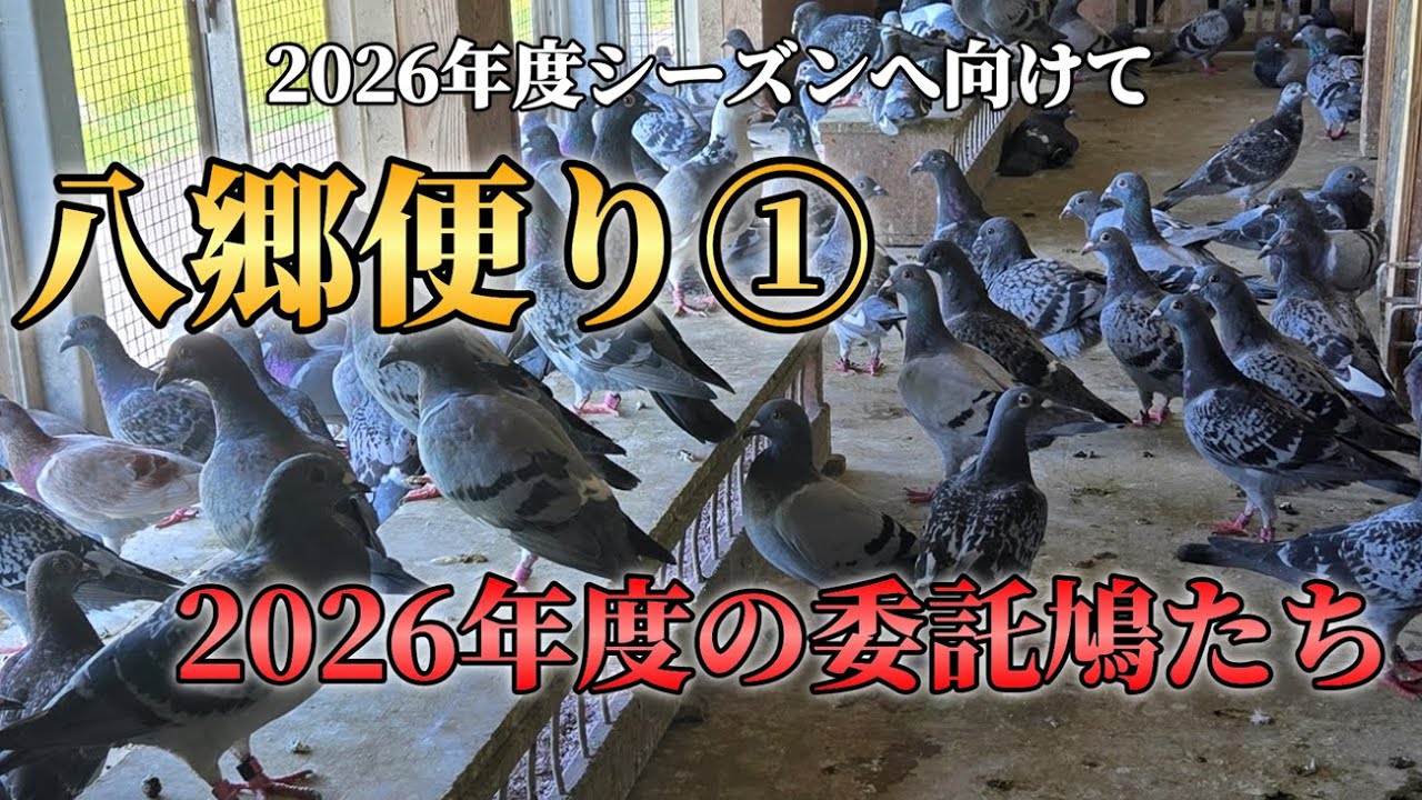 2026年度国際委託鳩舎「八郷便り①」（2026年度の委託鳩たち）