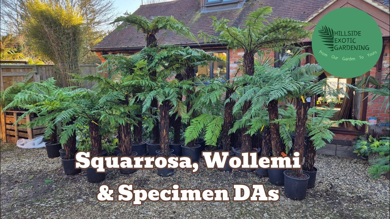 Van unload of squarrosa, wollemi and antarctica- with commentary.