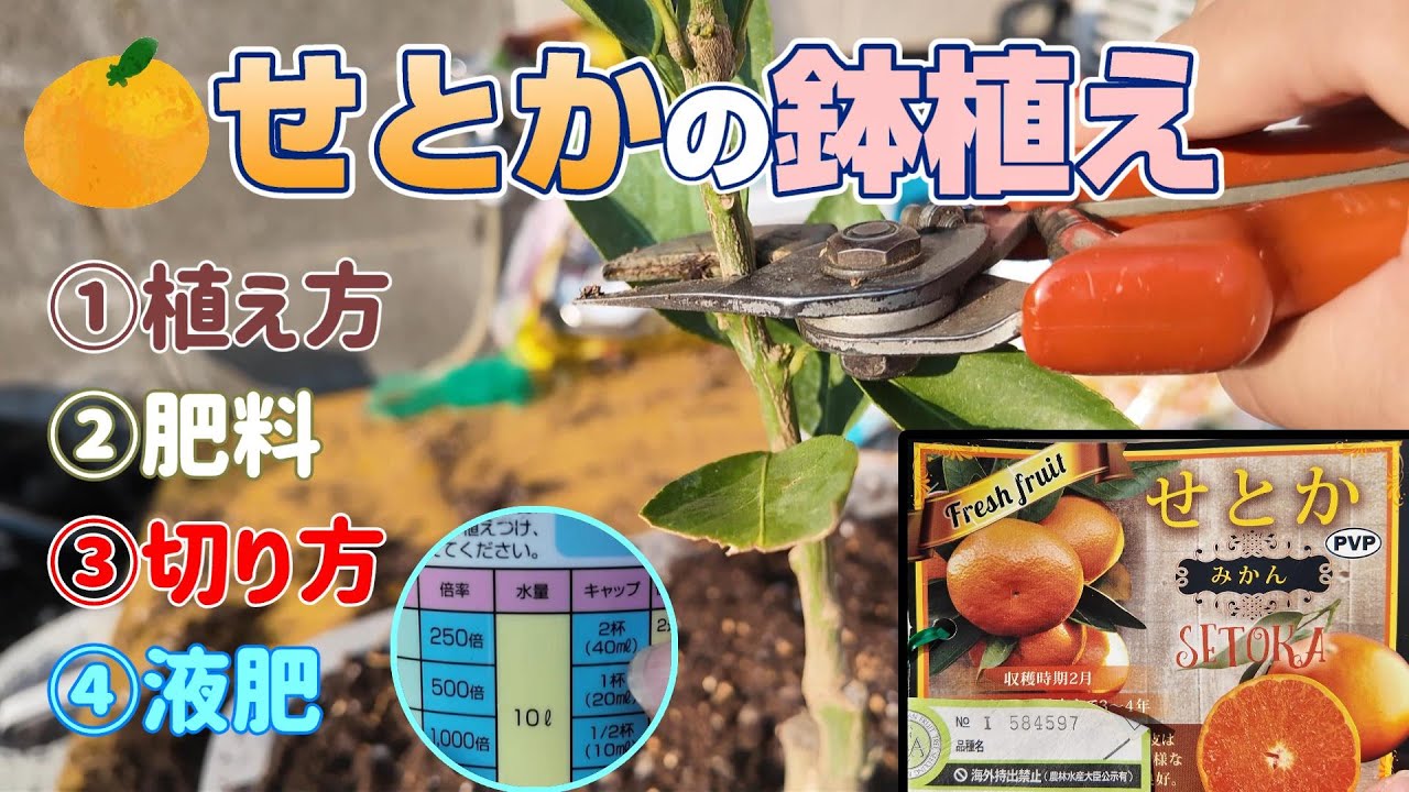 【3月中旬】①せとかの鉢植え始まります！