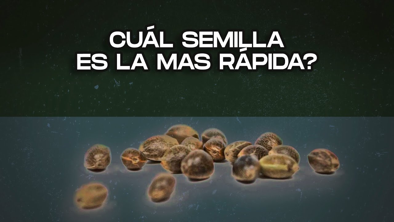 Tipos de semillas de cannabis: diferencias y tiempos de crecimiento | Gu&iacute;a educativa