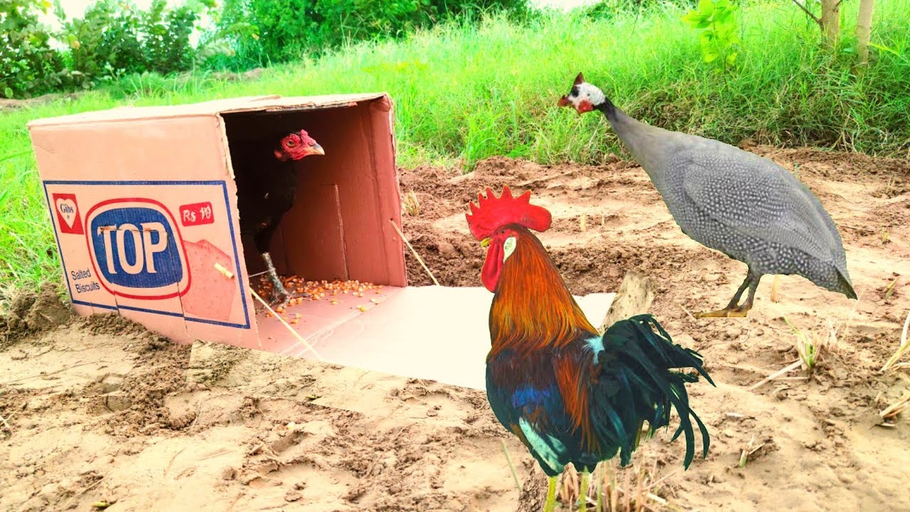 Amazing birds trap | Chicken and white guinea trap making from car board in underground hole...