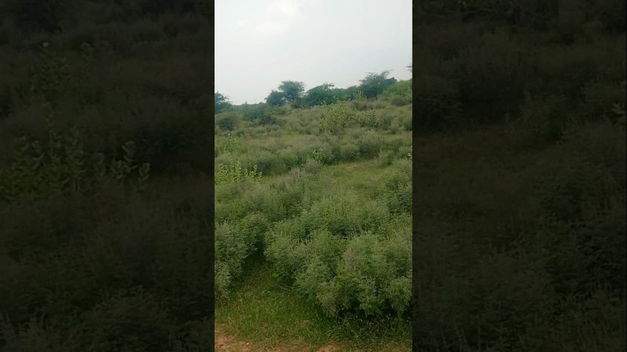monsoon najara 2027 28