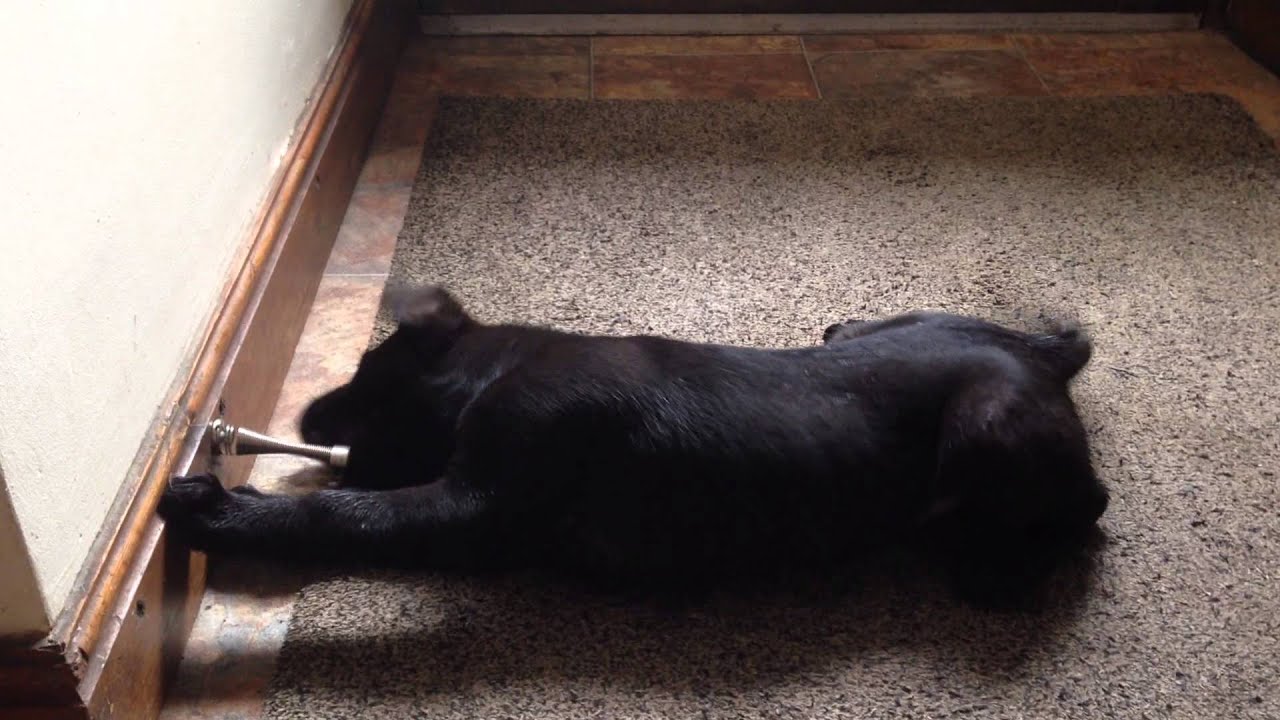 Kelly the Killer Hound!! Black Labrador Puppy vs Door Stop