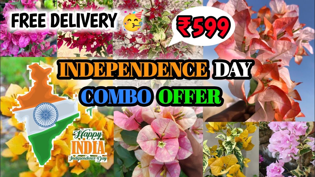 INDEPENDENCE DAY SPECIAL COMBO ONLY ₹599🔥| ALL INDIA HOME DELIVERY🚚| BOUGENVELIYA PLATFORM KOLKATA🌿