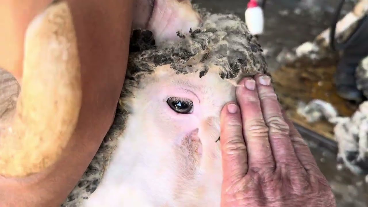 Espero que os gusten estos merinos que se quedarán para futuros reproductores