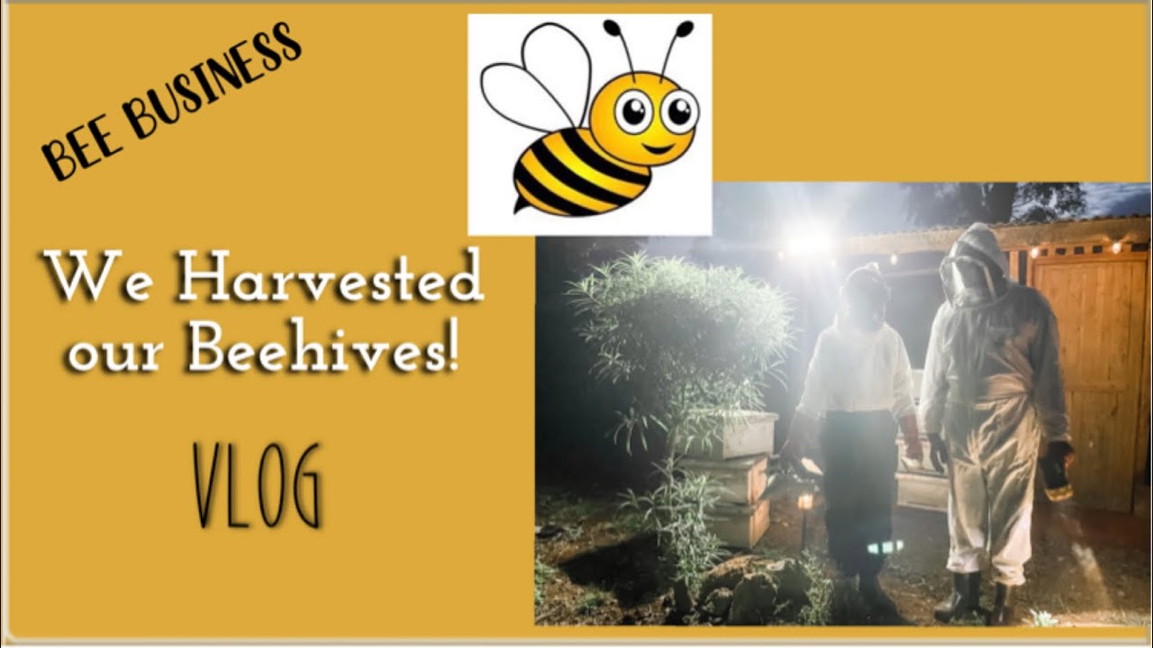 We Harvested our Hives | Agribusiness | Beehives | Bee Business | Meru | Make Money with Honey