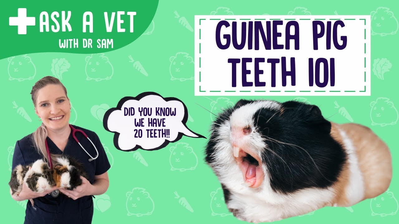 All about Guinea Pig Teeth