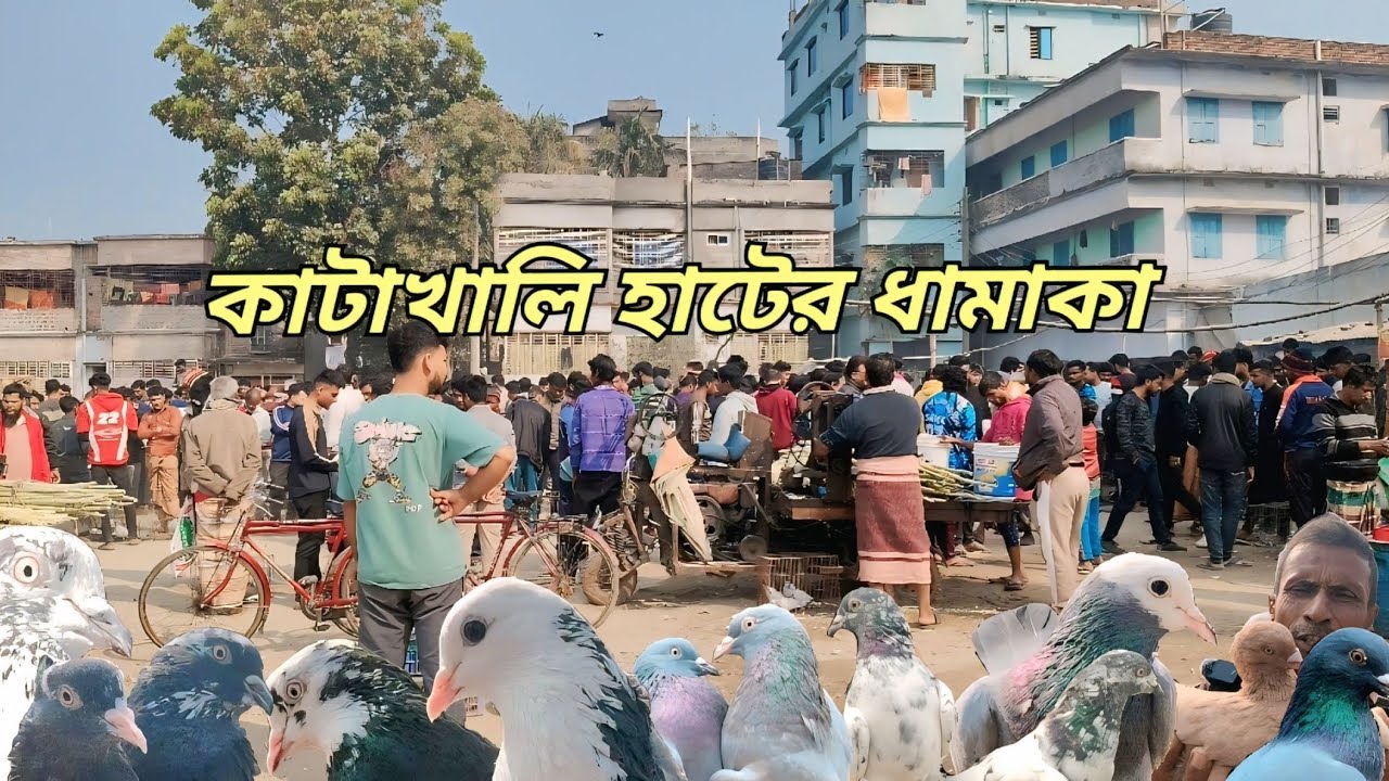 সেরা কালেকশন ও সর্বোচ্চ কম দাম !  রাজশাহী কাটাখালি হাটে গিরিবাজ ও দেশি কবুতরের বাজার দর জেনে নিন