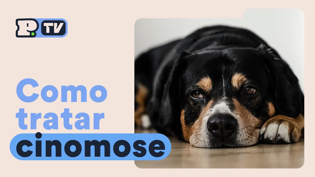 O que é cinomose em cães?