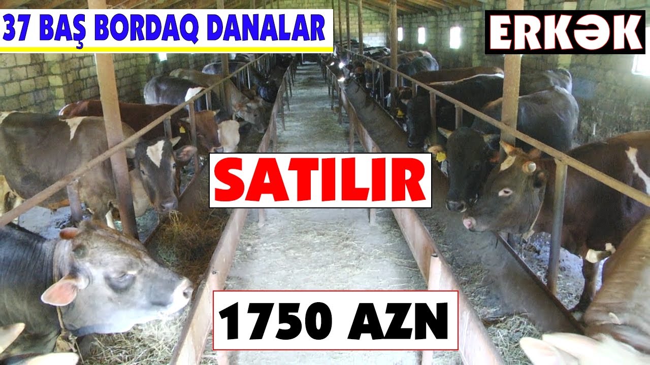 37 Bas Bordaq Dana Satilir TEL: 051 440-40-91