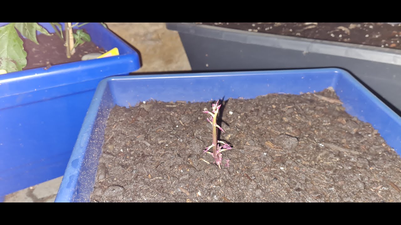 # 148 Eine neue Kultur im Kübelparadies