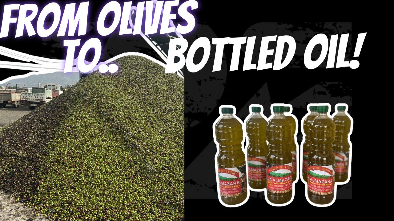 FROM OLIVES TO BOTTLED OIL!