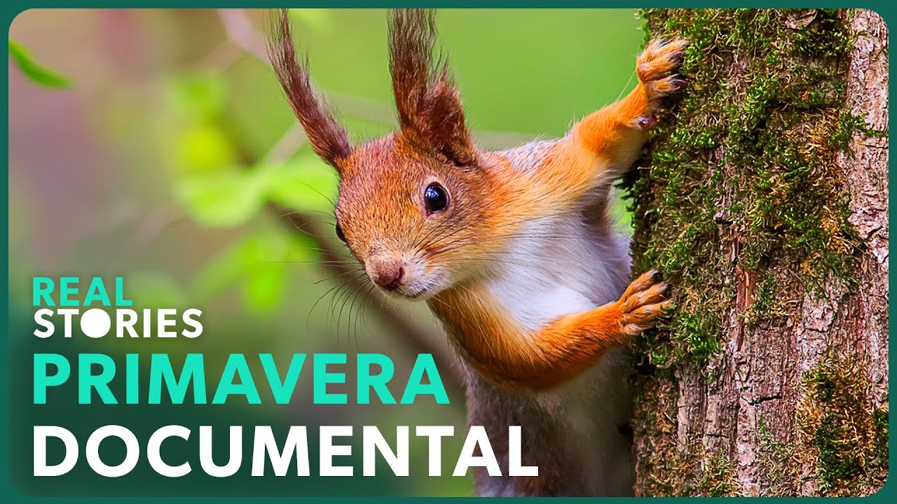 Primavera En Flor: El Poder De La Naturaleza 🌸 | Real Stories En Español 🌎