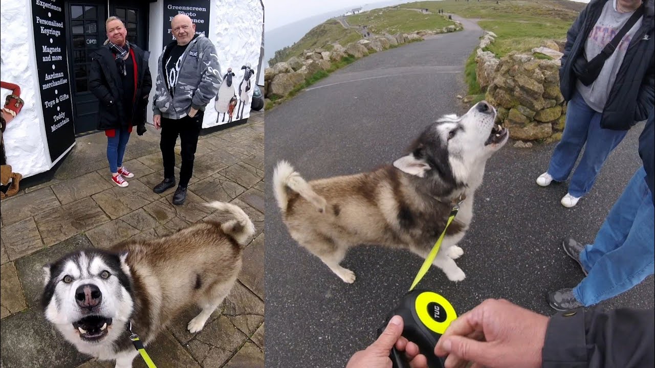 Husky's Allowed In! He Made The Most Of It Too!